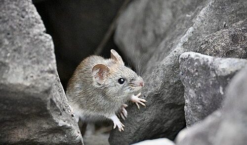 Ratas en el paraíso 