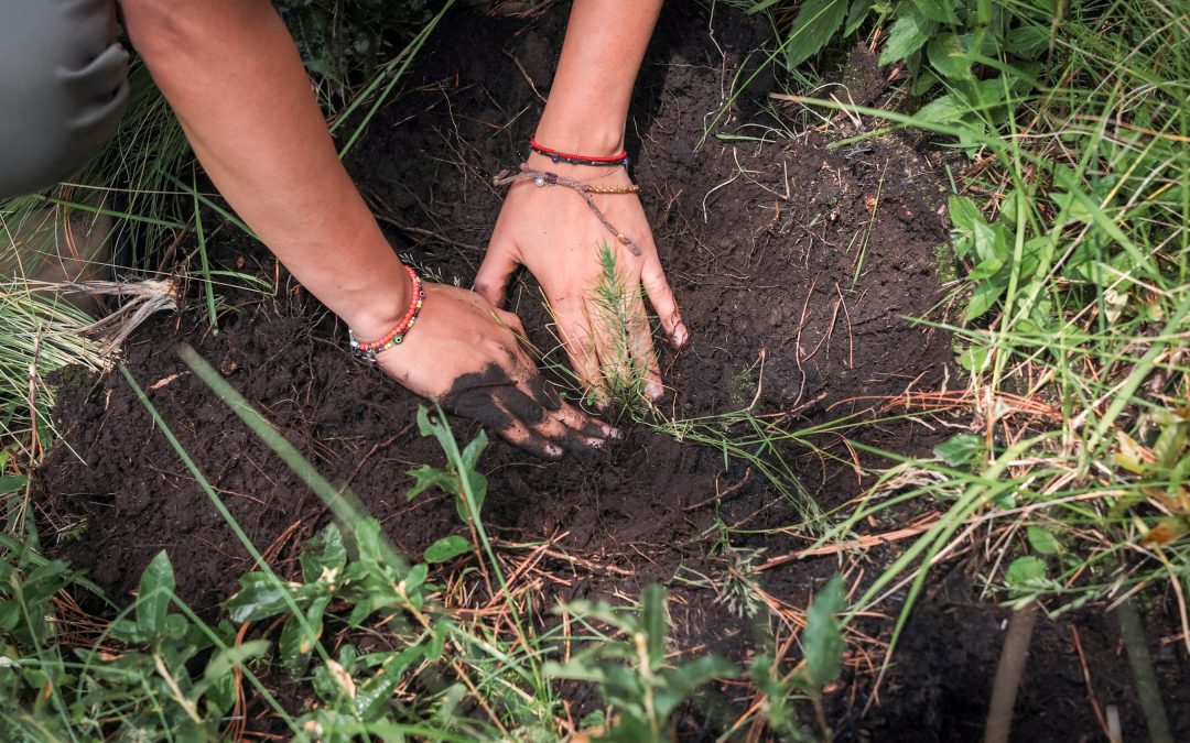 Viborillas: La comunidad de Tlalpan que sembró árboles y ahora cosecha agua